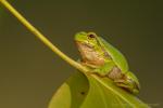 Rzekotka drzewna - Hyla arborea - 유럽청개구리 - Fotografia nr 20141004_0120