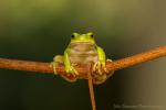 Rzekotka drzewna - Hyla arborea - 유럽청개구리 - Fotografia nr 20141005_0180