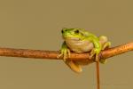 Rzekotka drzewna - Hyla arborea - 유럽청개구리 - Fotografia nr 20141005_0222
