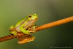 Rzekotka drzewna - Hyla arborea - 유럽청개구리 - Fotografia nr 20141005_0242