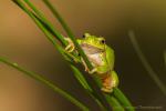 Rzekotka drzewna - Hyla arborea - 유럽청개구리 - Fotografia nr 20141005_0290