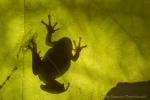 Rzekotka drzewna - Hyla arborea - 유럽청개구리 - Fotografia nr 20141005_0357