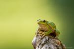 Rzekotka drzewna - Hyla arborea - 유럽청개구리 - Fotografia nr 20141005_0423