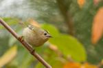 Mysikrólik zwyczajny - Regulus regulus - 상모솔새 - Fotografia nr 20141026_0553