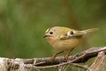 Mysikrólik zwyczajny - Regulus regulus - 상모솔새 - Fotografia nr 20141026_0577