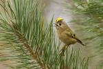Mysikrólik zwyczajny - Regulus regulus - 상모솔새 - Fotografia nr 20141026_0612