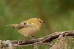 Mysikrólik zwyczajny - Regulus regulus - 상모솔새 - Fotografia nr 20141026_0645