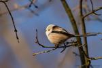 Raniuszek - Aegithalos caudatus - 오목눈이 - Fotografia nr 20150106_1793