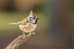 Sikora czubatka - Lophophanes cristatus - Fotografia nr 20150106_1974