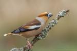 Grubodziób - Coccothraustes coccothraustes - 콩새 - Fotografia nr 20150331_5022