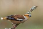 Grubodziób - Coccothraustes coccothraustes - 콩새 - Fotografia nr 20150331_5026