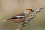 Grubodziób - Coccothraustes coccothraustes - 콩새 - Fotografia nr 20150331_5033