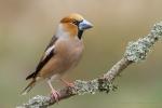 Grubodziób - Coccothraustes coccothraustes - 콩새 - Fotografia nr 20150331_5042