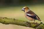 Grubodziób - Coccothraustes coccothraustes - 콩새 - Fotografia nr 20150411_5073