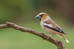 Grubodziób - Coccothraustes coccothraustes - 콩새 - Fotografia nr 20150419_6035_2