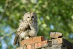 Puszczyk - Strix aluco - 올빼미 - Fotografia nr 20150517_7852