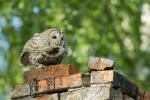 Puszczyk - Strix aluco - 올빼미 - Fotografia nr 20150517_7965