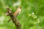 Strumieniówka - Locustella fluviatilis - Fotografia nr 20150531_9723