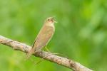 Strumieniówka - Locustella fluviatilis - Fotografia nr 20150531_9765