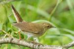 Strumieniówka - Locustella fluviatilis - Fotografia nr 20150531_9782