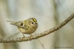 Mysikrólik zwyczajny - Regulus regulus - 상모솔새 - Fotografia nr 20160228_3527