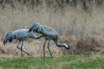 Żuraw - Grus grus - 검은목두루미 - Fotografia nr 20160313_3579