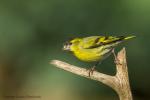 Czyż - Carduelis spinus - 검은머리방울새 - Fotografia nr 20160402_3976