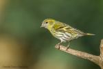 Czyż - Carduelis spinus - 검은머리방울새 - Fotografia nr 20160402_3992