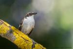Muchołówka żałobna - Ficedula hypoleuca - Fotografia nr 20160528_4820