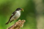 Muchołówka żałobna - Ficedula hypoleuca - Fotografia nr 20160605_4948