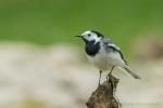 Pliszka siwa - Motacilla alba - 알락할미새 - Fotografia nr 20170421_9747