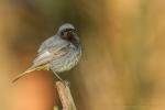 Kopciuszek - Phoenicurus ochruros - 검은머리딱새 - Fotografia nr 20170423_0038