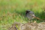 Kopciuszek - Phoenicurus ochruros - 검은머리딱새 - Fotografia nr 20170423_0063