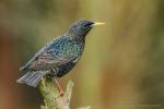 Szpak zwyczajny - Sturnus vulgaris - 흰점찌르레기 - Fotografia nr 20170423_0085