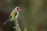 Szczygieł - Carduelis carduelis - Fotografia nr 20170423_0134