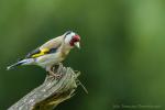 Szczygieł - Carduelis carduelis - Fotografia nr 20170423_0141