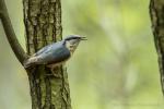 Kowalik - Sitta europaea - 아물동고비(동고비) - Fotografia nr 20170423_0196