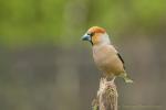 Grubodziób - Coccothraustes coccothraustes - 콩새 - Fotografia nr 20170423_9924