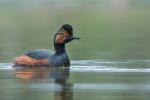 Perkoz zausznik - Podiceps nigricollis - 검은목논병아리 - Fotografia nr 20170429_0319