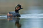 Perkoz zausznik - Podiceps nigricollis - 검은목논병아리 - Fotografia nr 20170429_0334