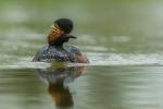 Perkoz zausznik - Podiceps nigricollis - 검은목논병아리 - Fotografia nr 20170429_0526