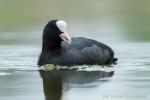 Łyska - Fulica atra - 물닭 - Fotografia nr 20170429_0555