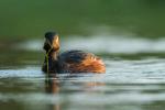 Perkoz zausznik - Podiceps nigricollis - 검은목논병아리 - Fotografia nr 20170430_1215