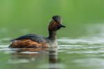 Perkoz zausznik - Podiceps nigricollis - 검은목논병아리 - Fotografia nr 20170430_1330