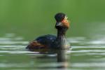 Perkoz zausznik - Podiceps nigricollis - 검은목논병아리 - Fotografia nr 20170430_1333