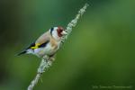 Szczygieł - Carduelis carduelis - Fotografia nr 20170501_1651