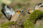 Grubodziób - Coccothraustes coccothraustes - 콩새 - Fotografia nr 20170502_1875