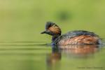 Perkoz zausznik - Podiceps nigricollis - 검은목논병아리 - Fotografia nr 20170513_2948