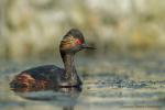 Perkoz zausznik - Podiceps nigricollis - 검은목논병아리 - Fotografia nr 20170513_3016