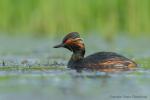 Perkoz zausznik - Podiceps nigricollis - 검은목논병아리 - Fotografia nr 20170513_3124